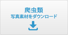 爬虫類写真素材ダウンロード