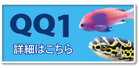 QQ1詳細はコチラ